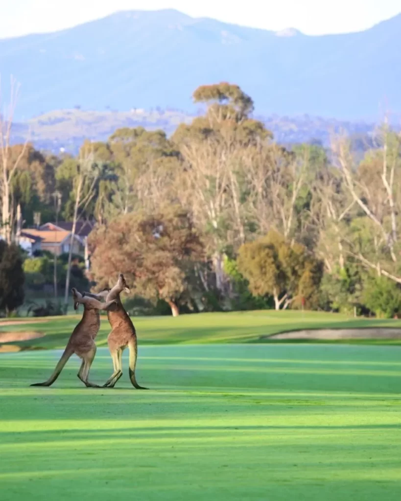 scenic-golf
